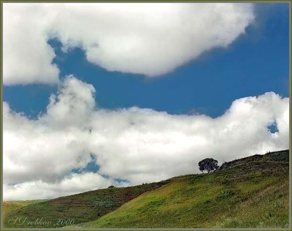 Paisaje con arbol